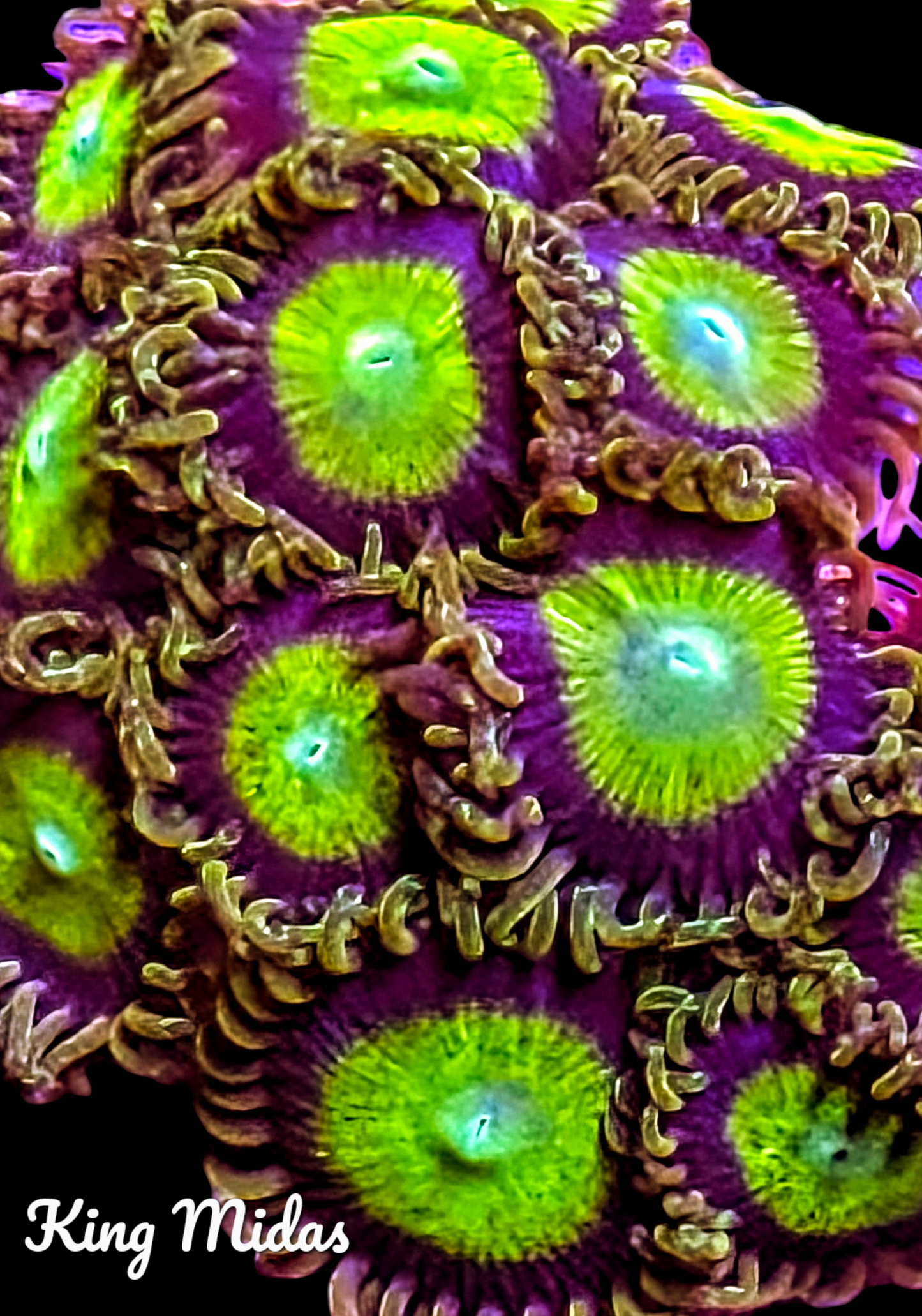 Zoa frag pack- customizable