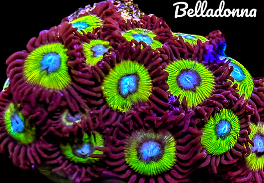 Zoa frag pack- customizable