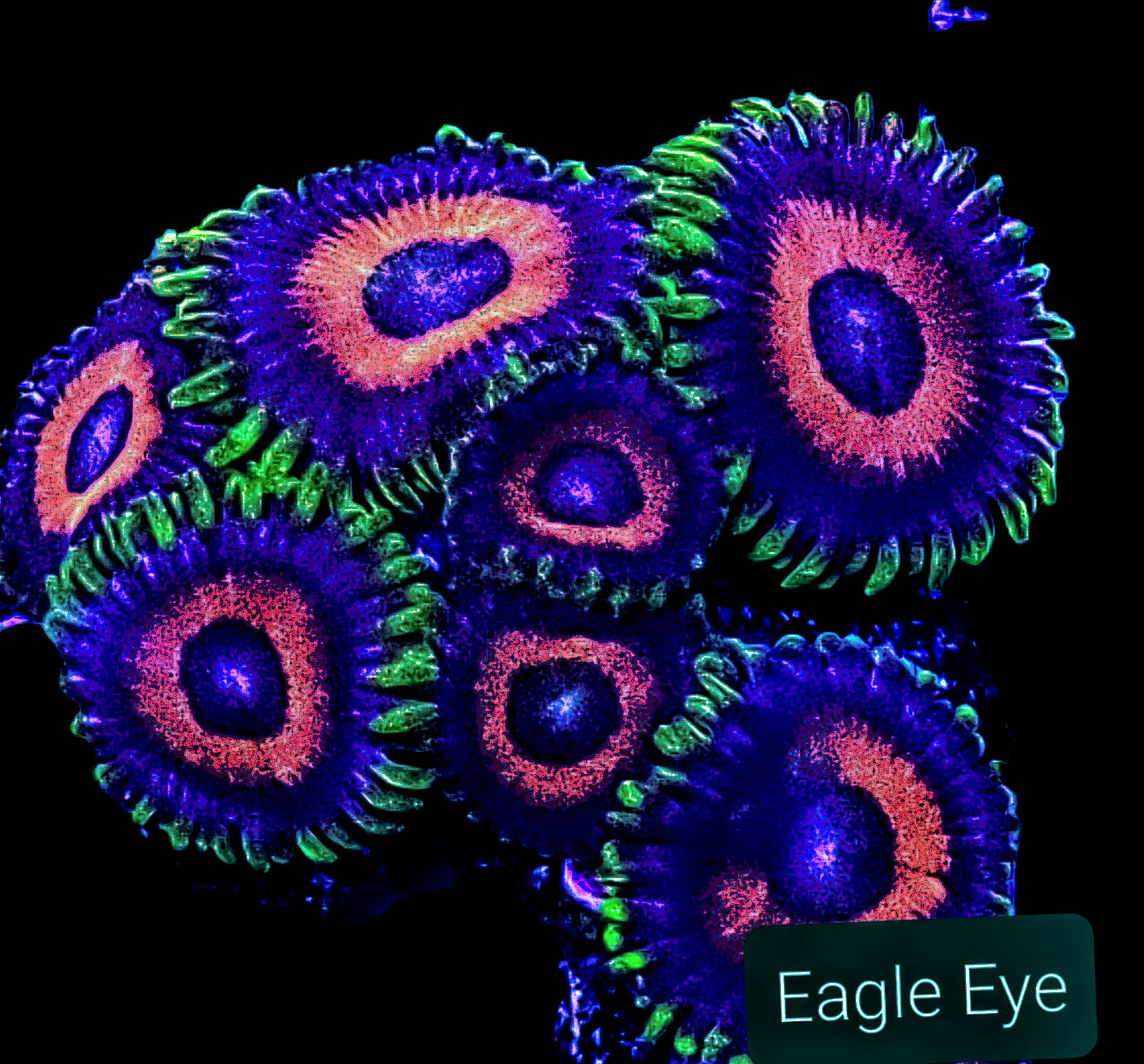 Zoa frag pack- customizable