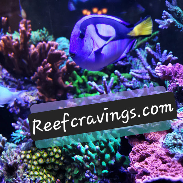 Reef Cravings