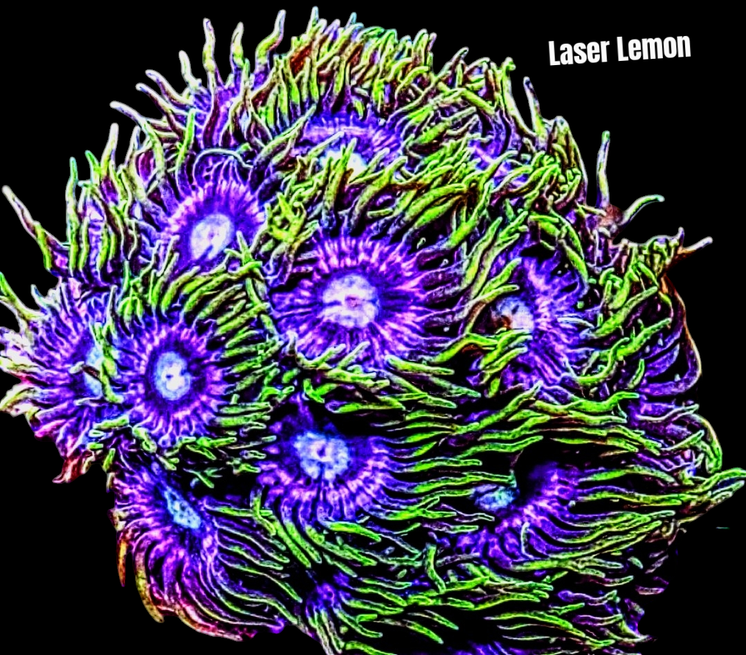 Zoa frag pack- customizable