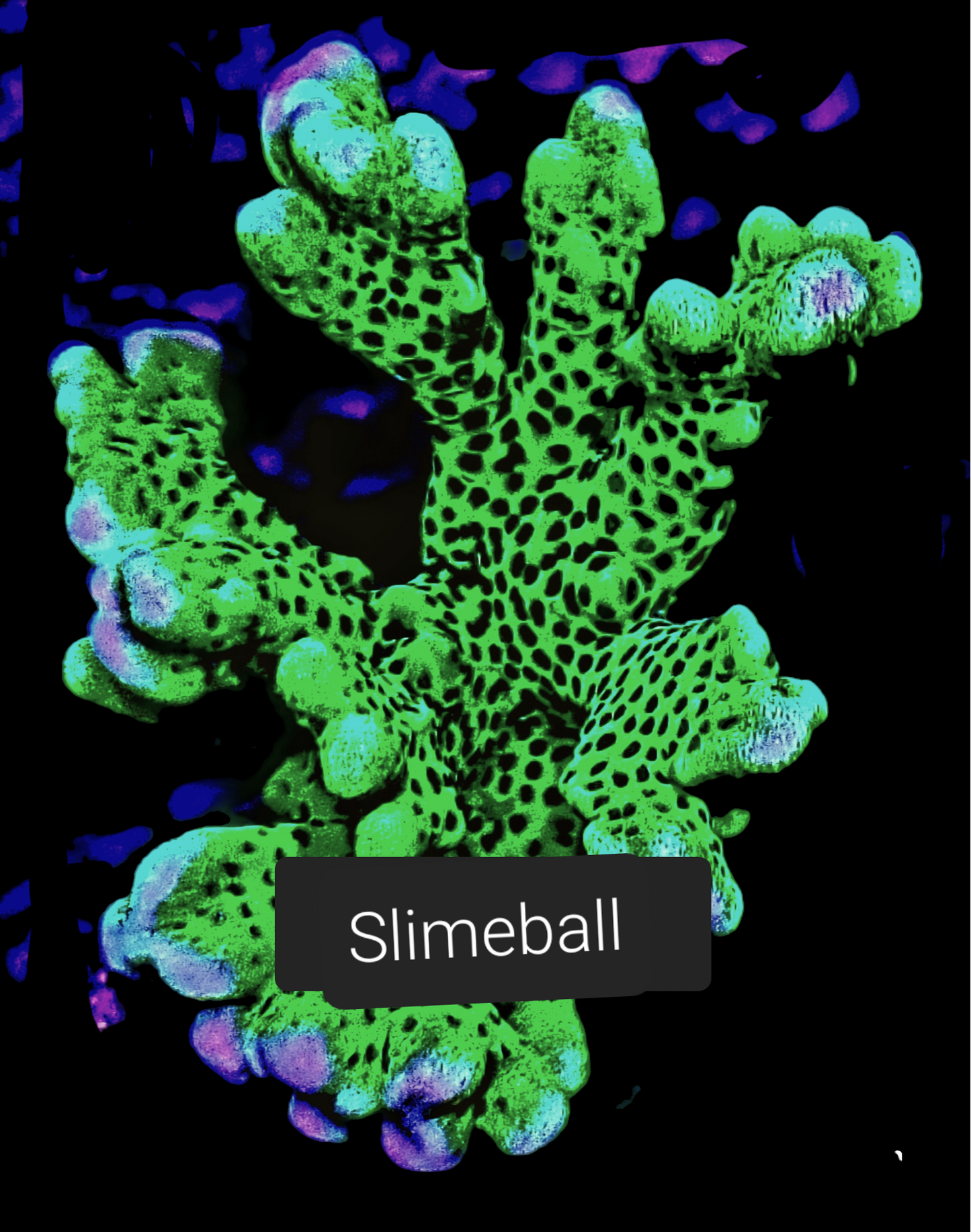 SPS,LPS frag pack-DEAL-customizable