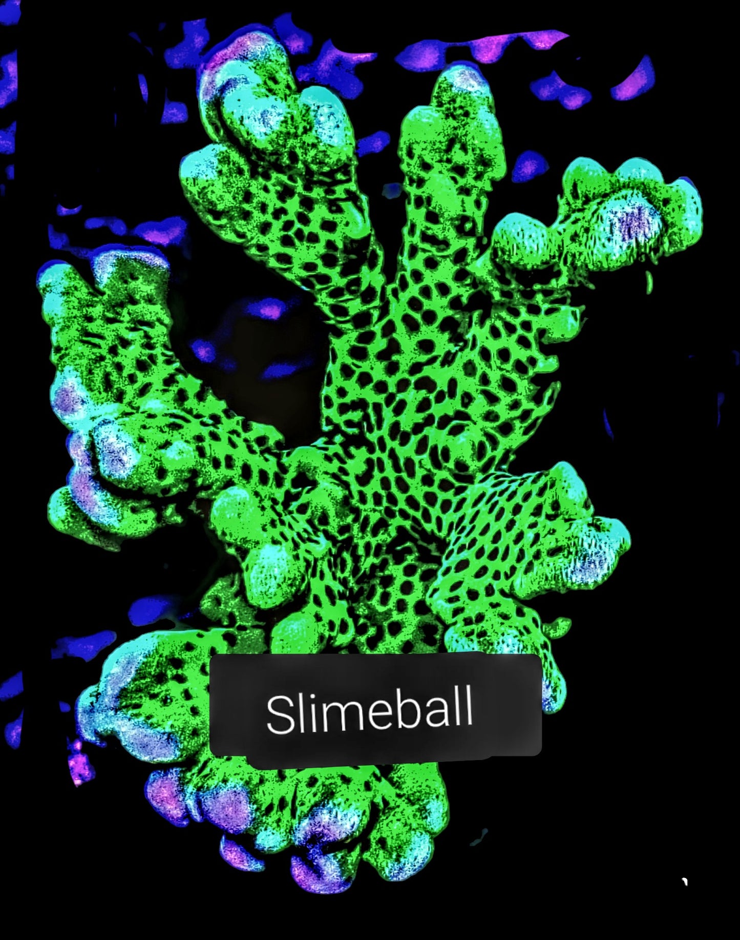 SPS,LPS frag pack- customizable