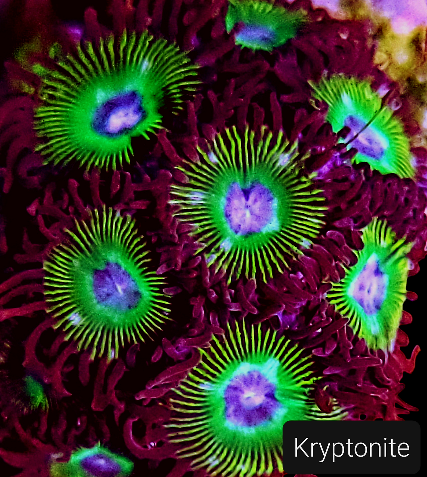 Zoa frag pack- customizable