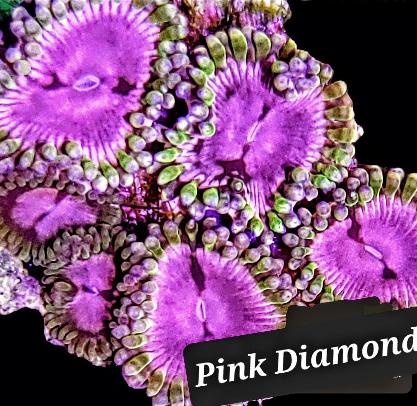 Zoa frag pack- customizable