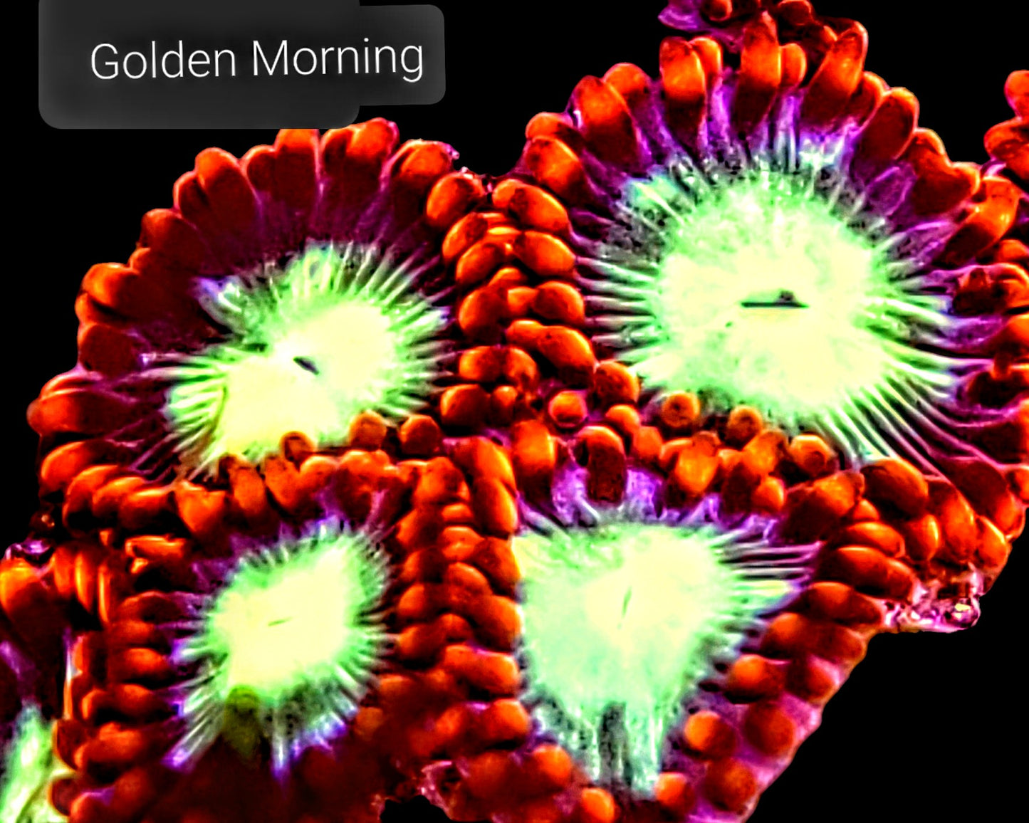 Zoa frag pack- customizable