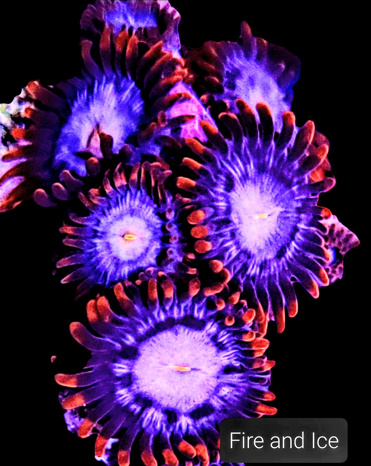 Zoa frag pack- customizable