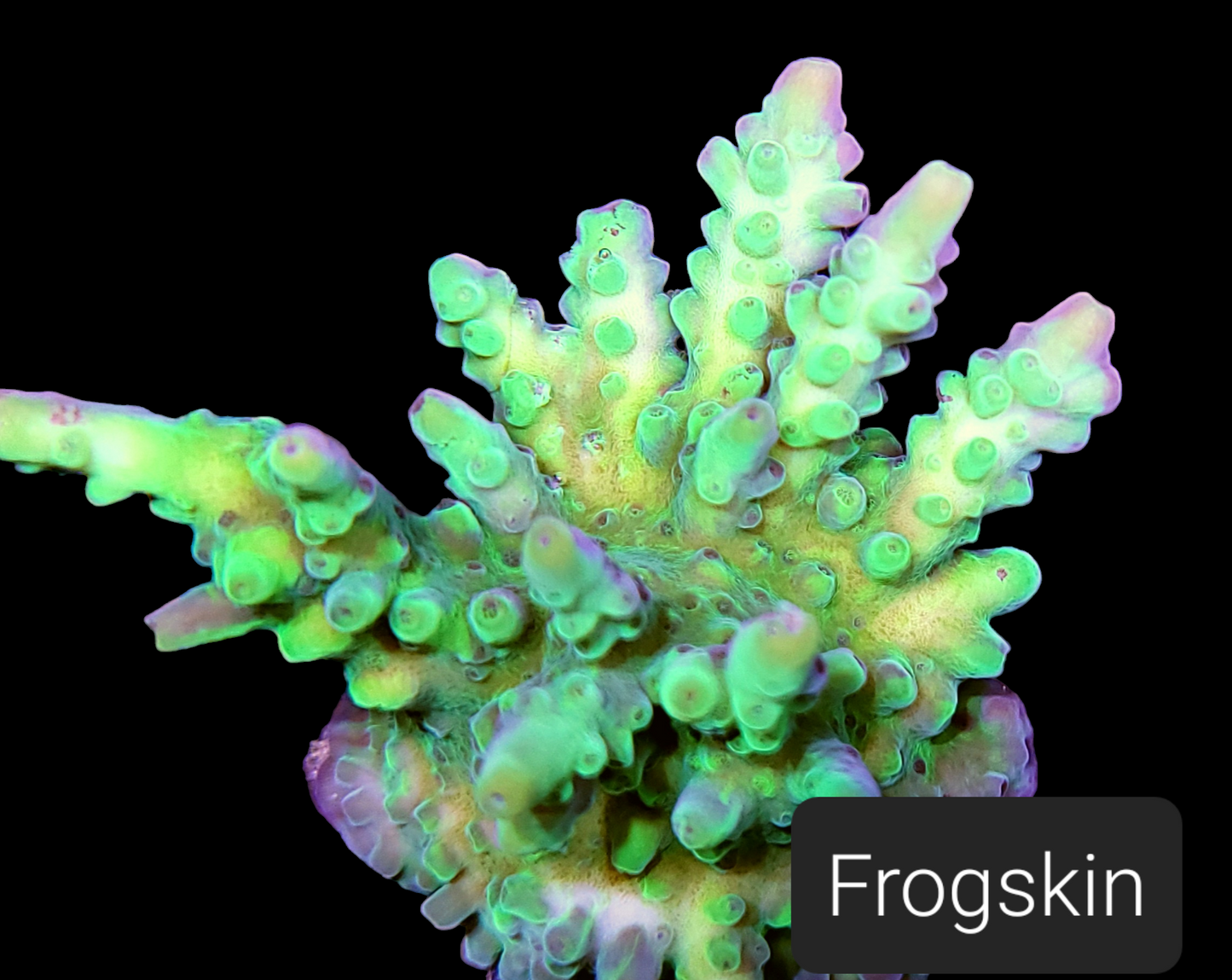 SPS,LPS frag pack-DEAL-customizable