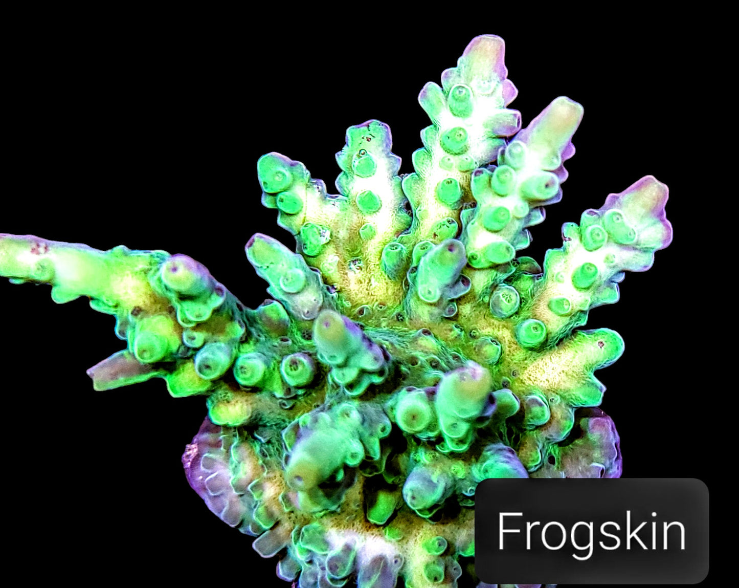 SPS,LPS frag pack- customizable