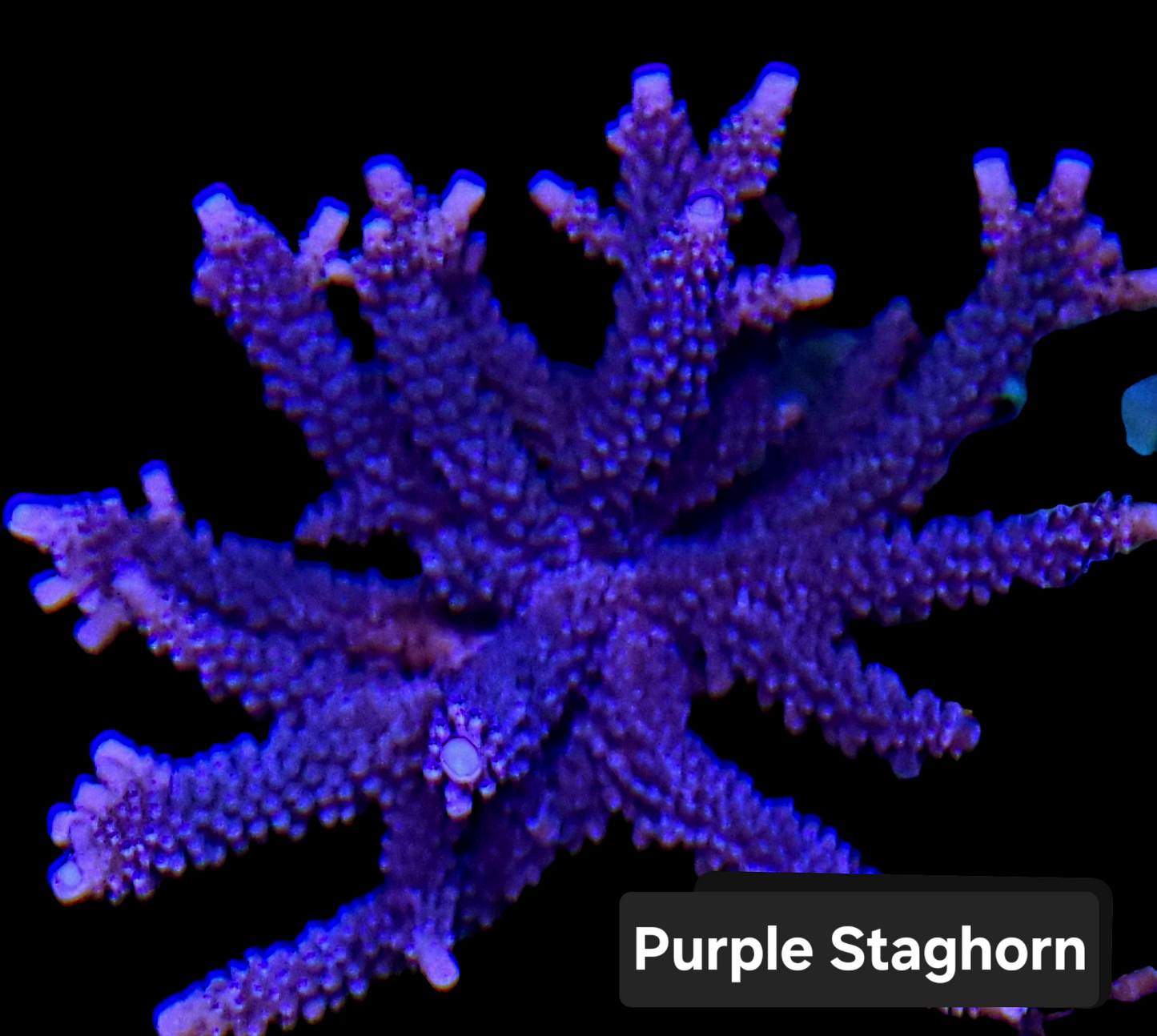 SPS,LPS frag pack-DEAL-customizable