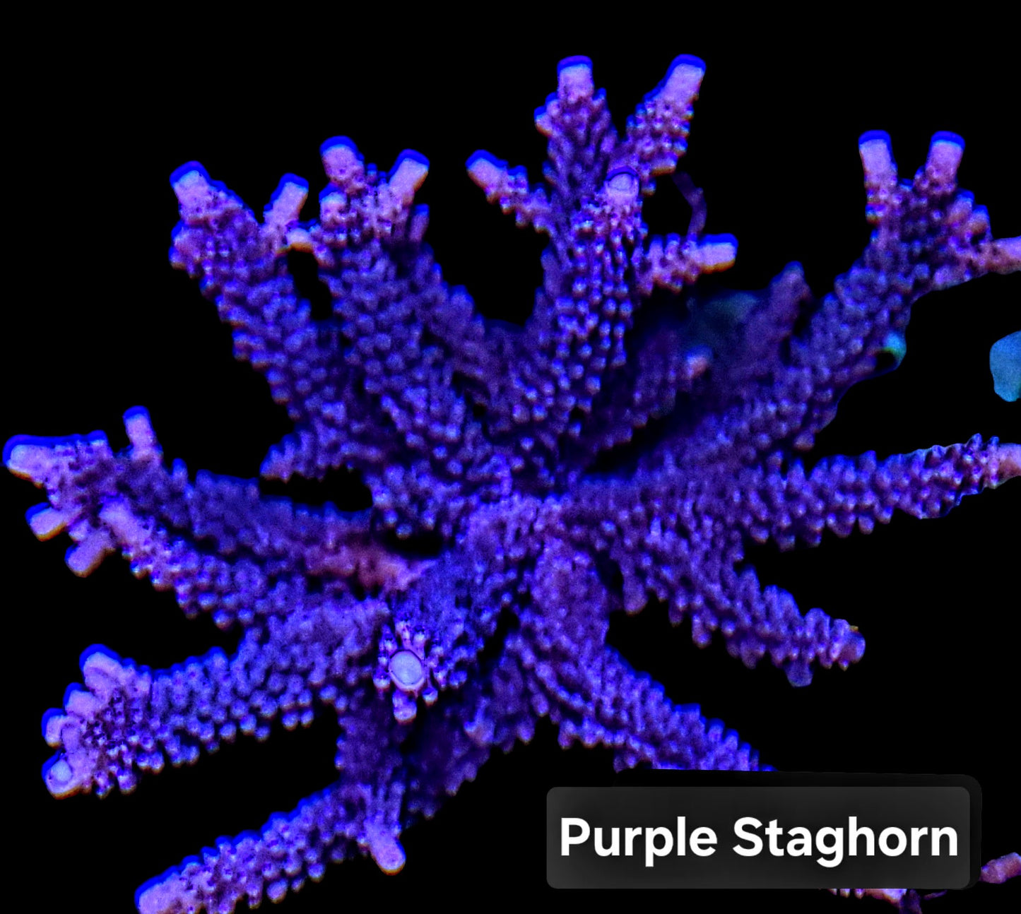 SPS,LPS frag pack- customizable
