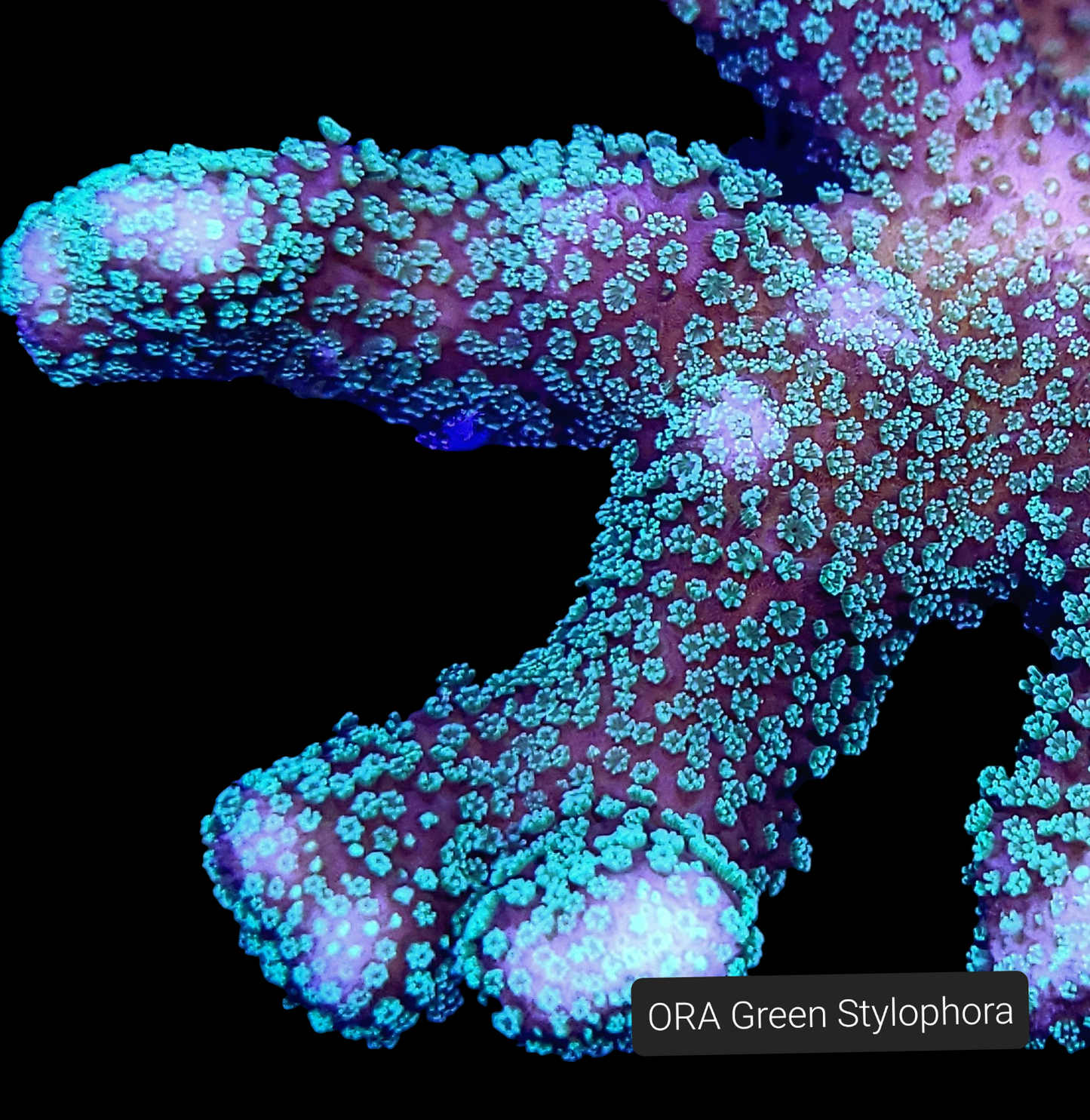 SPS,LPS frag pack-DEAL-customizable