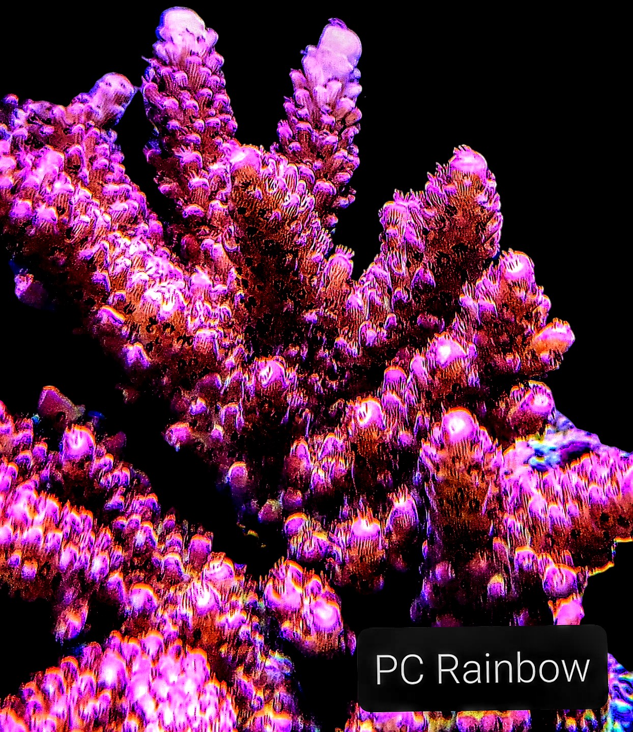 SPS,LPS frag pack- customizable