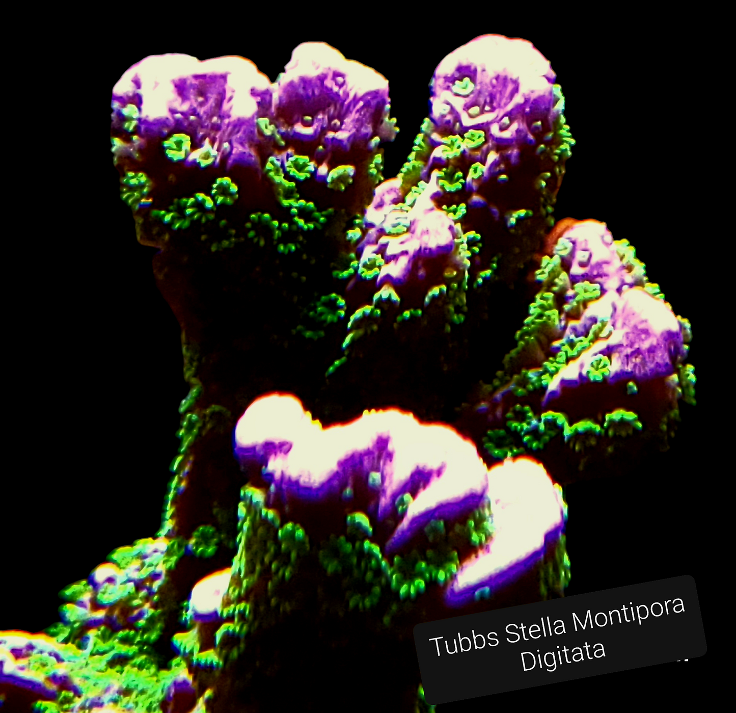 SPS,LPS frag pack-DEAL-customizable
