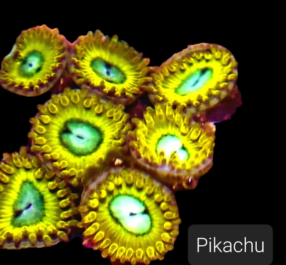 Zoa frag pack- customizable