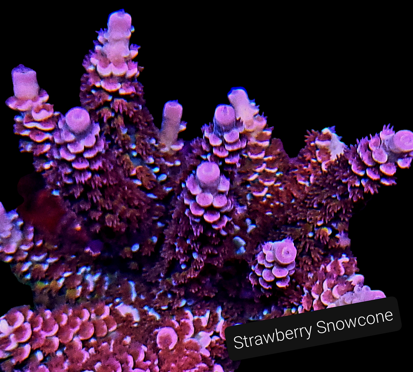 SPS,LPS frag pack- customizable