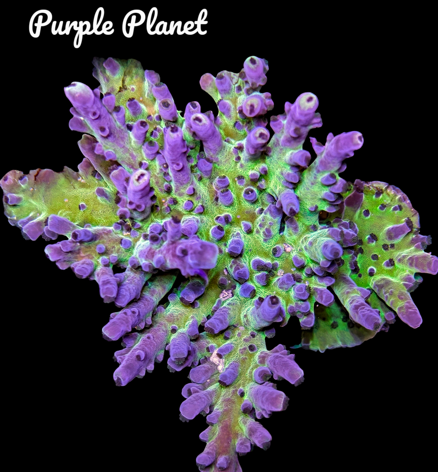 SPS,LPS frag pack- customizable