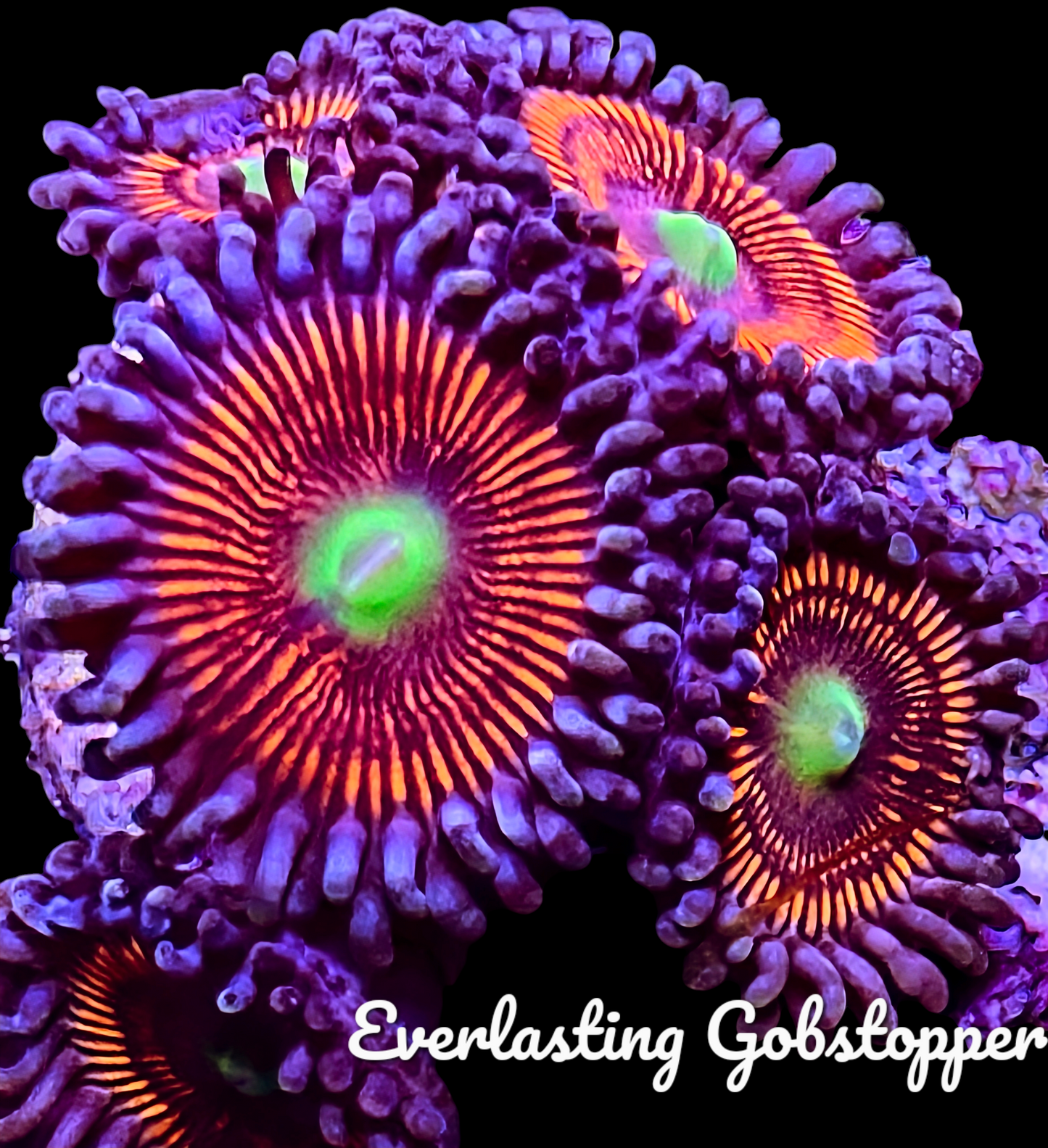 Zoa frag pack- customizable
