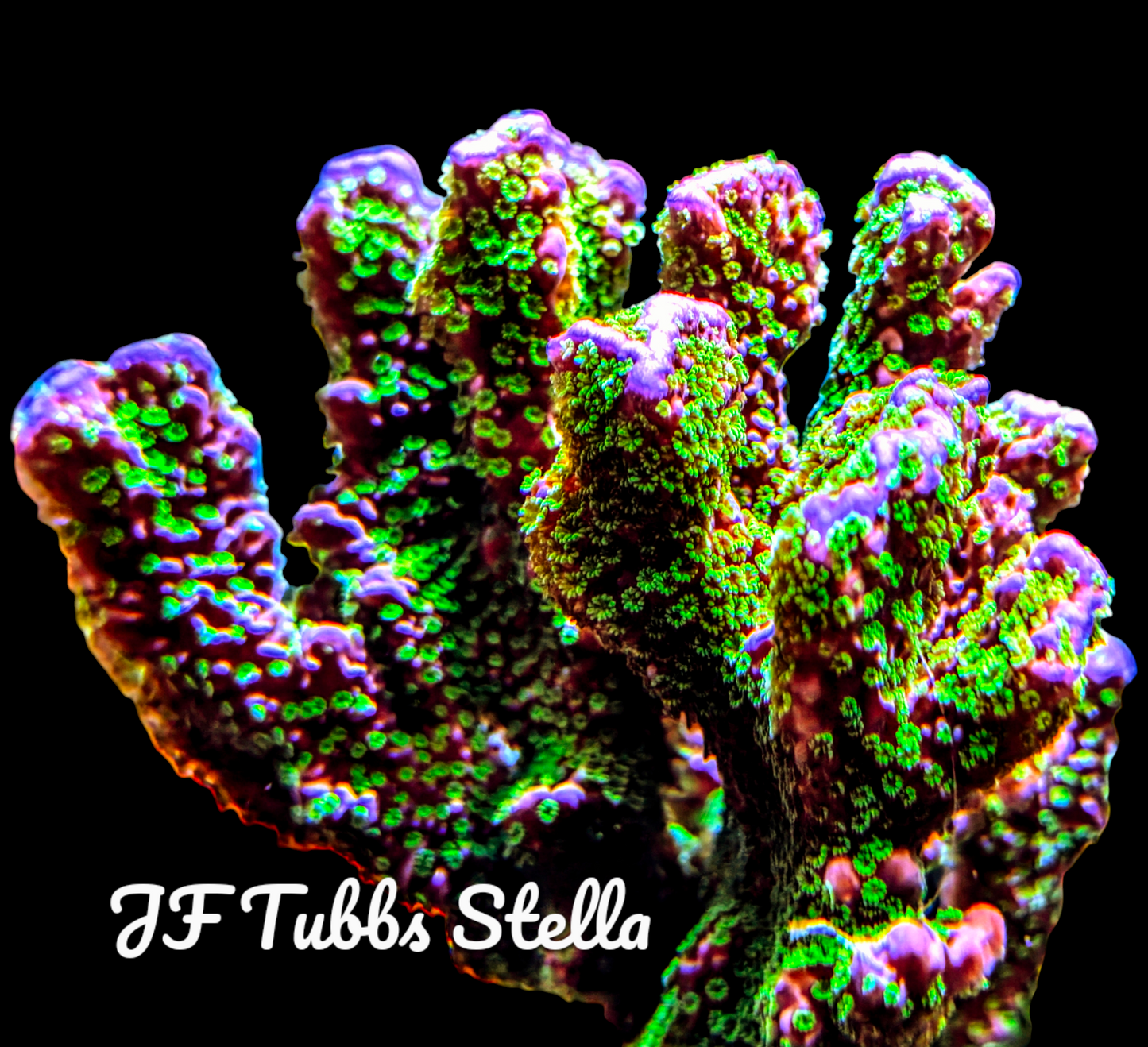 SPS,LPS frag pack- customizable
