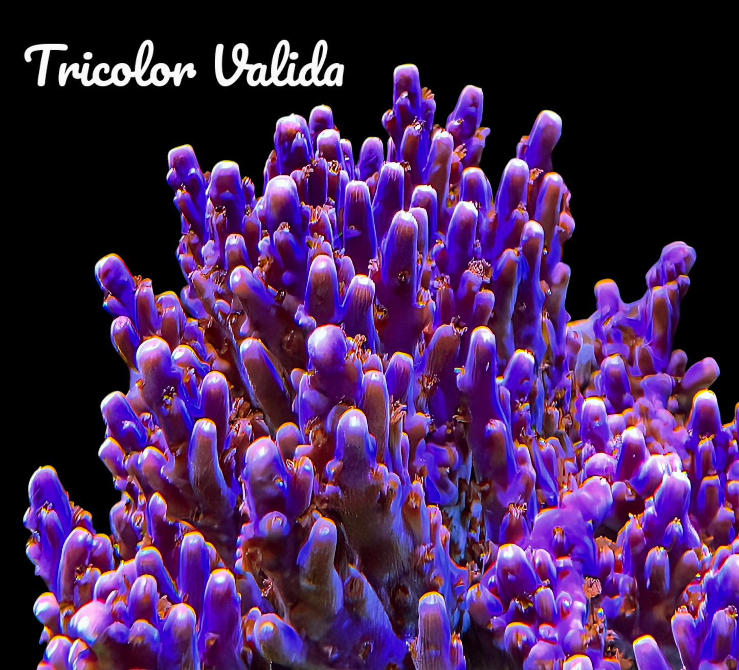 SPS,LPS frag pack- customizable