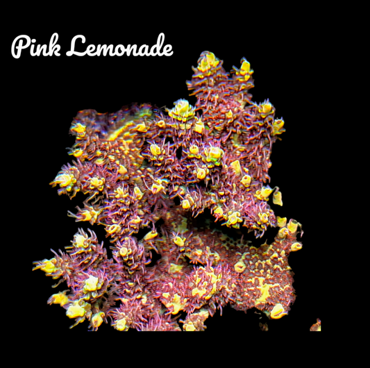 Pink Lemonade