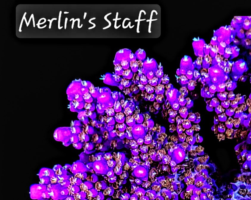 Merlin's Staff