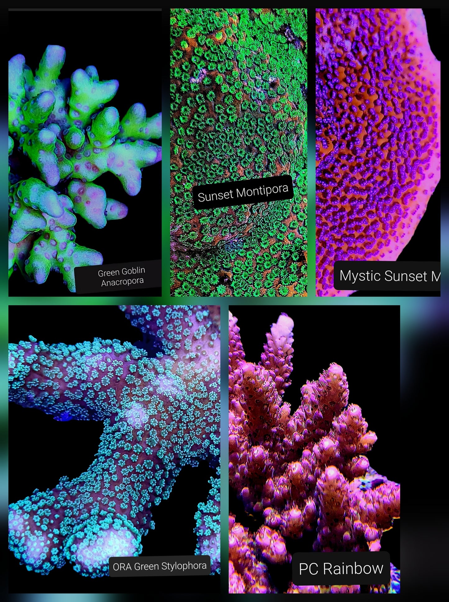 SPS,LPS frag pack- customizable