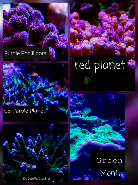 SPS,LPS frag pack- customizable
