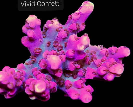 Vivid Confetti