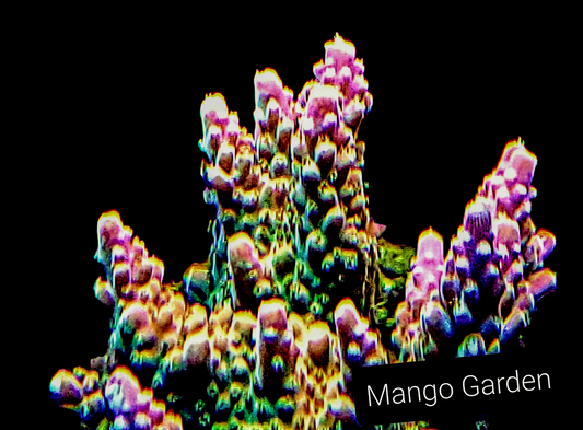 Mango Garden