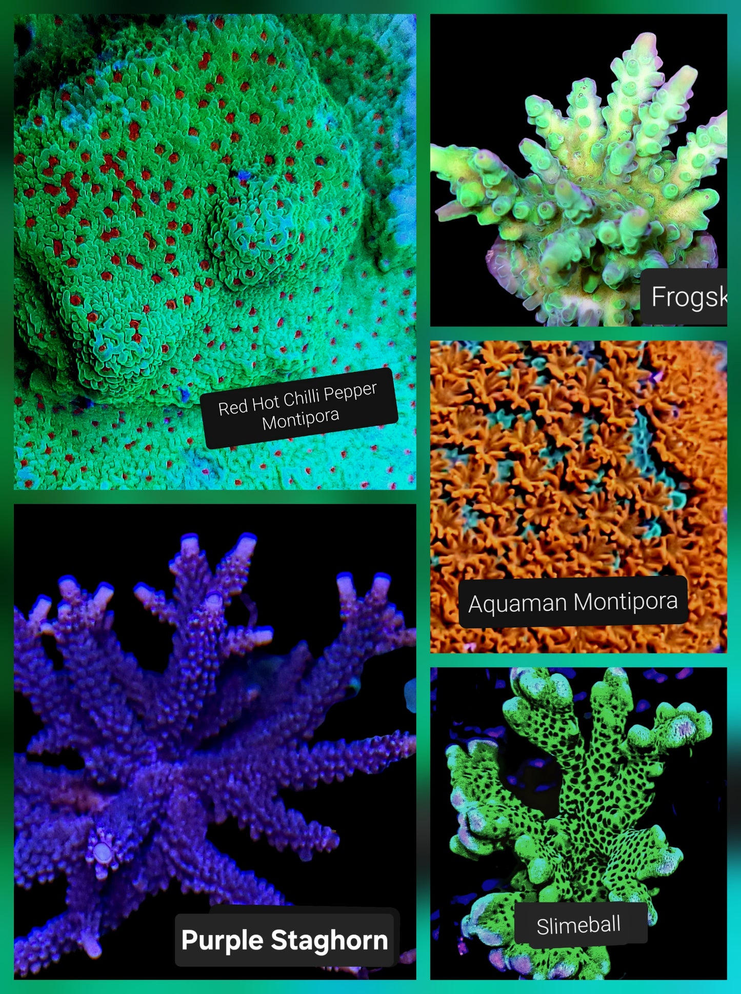 SPS,LPS frag pack- customizable