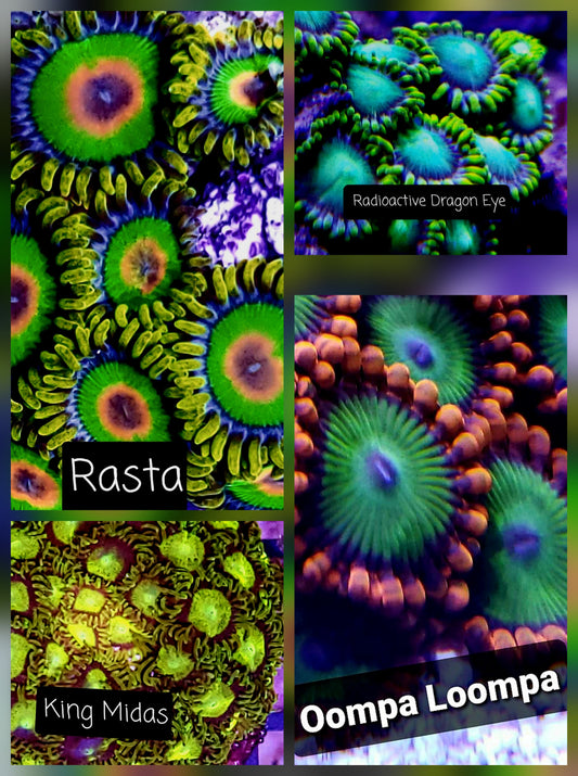 Zoa frag pack- customizable