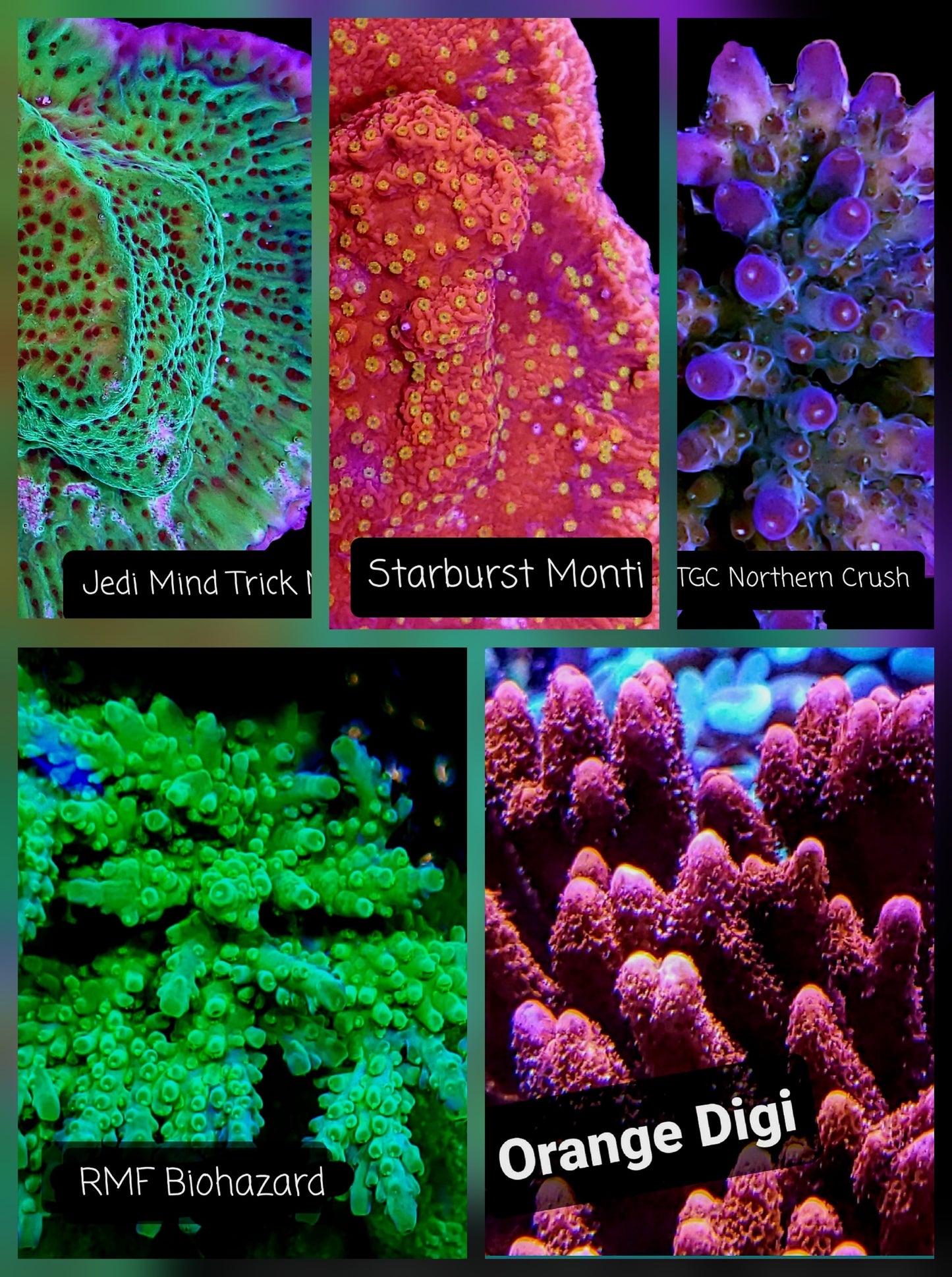 SPS,LPS frag pack- customizable